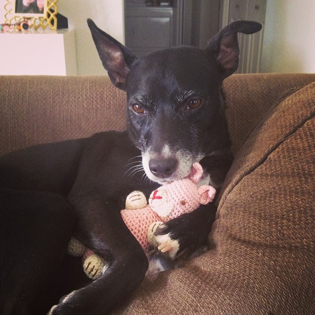 black dog hugging a pink crochet bunny toy