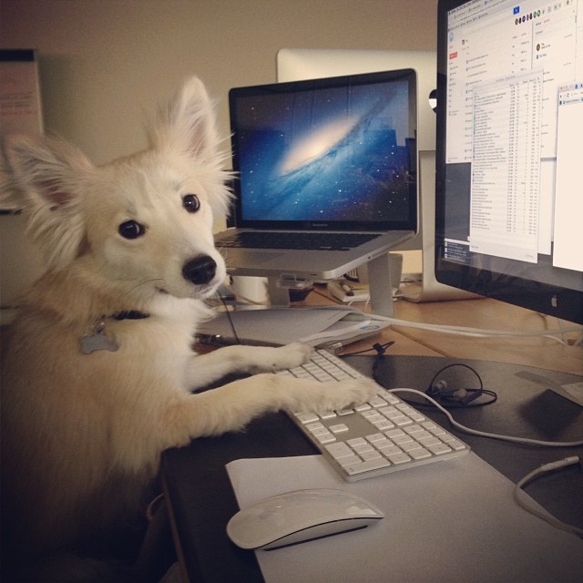 little white fox dog at a desk with his paws on a keyboard