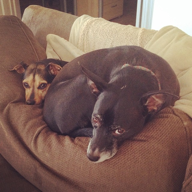 bigger dog laying on top of smaller dog