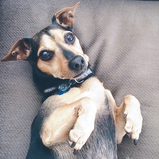 small brown and black dog posing on his back