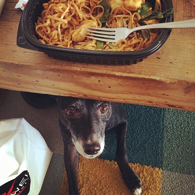 small black dog underneath a coffee table below some tasty noodles