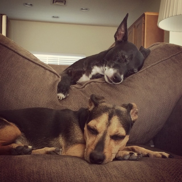 two pups asleep on an armchair, one on the seat and one on the top cushion