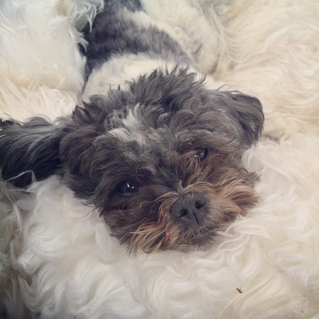 grey and white fluffy dog blending into a fluffy white blanket