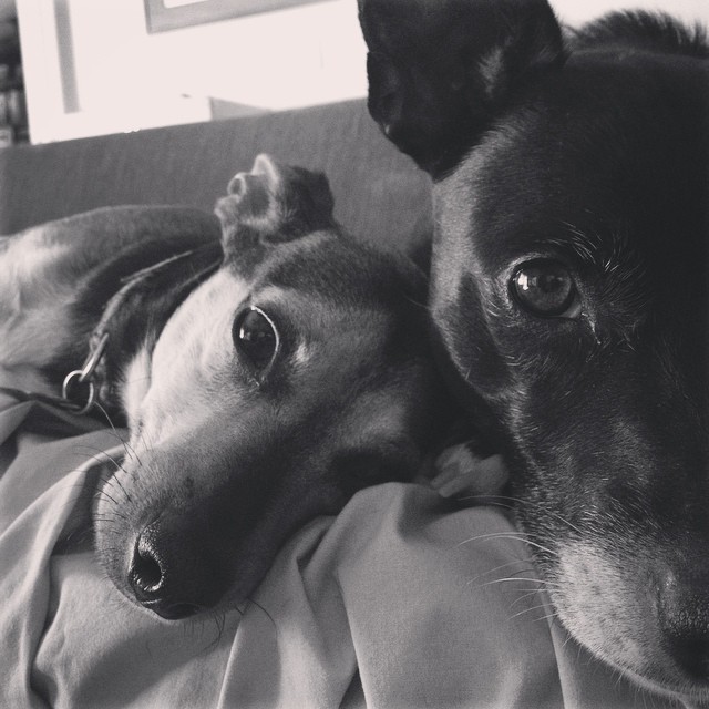 black and white photo of the pups on the couch