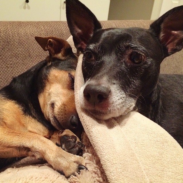 small brown dog nuzzles into bigger black dog on the couch