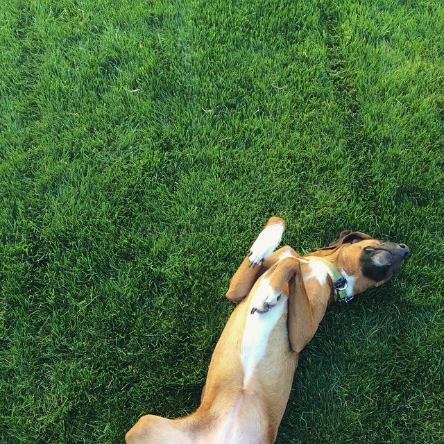 brown and white dog laying upside in the grass