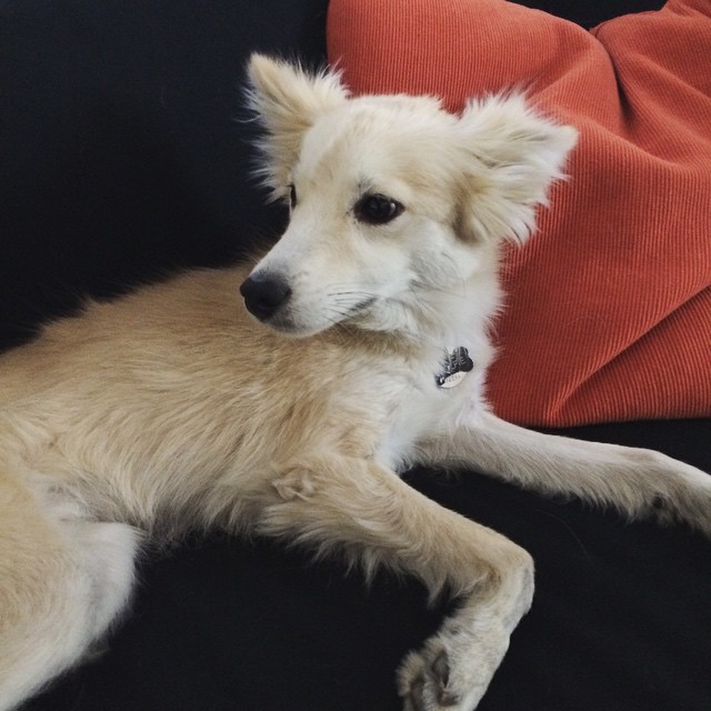 light brown little dog that looks like a fox