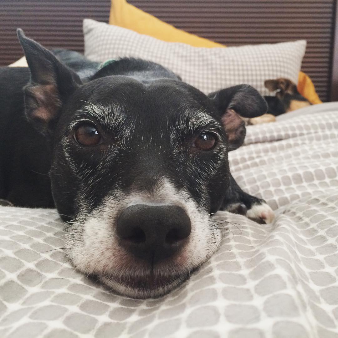 closeup of a black dog resting on a bed, her face is speckled with white hairs of age; another small dog can be seen sleeping further up the bed