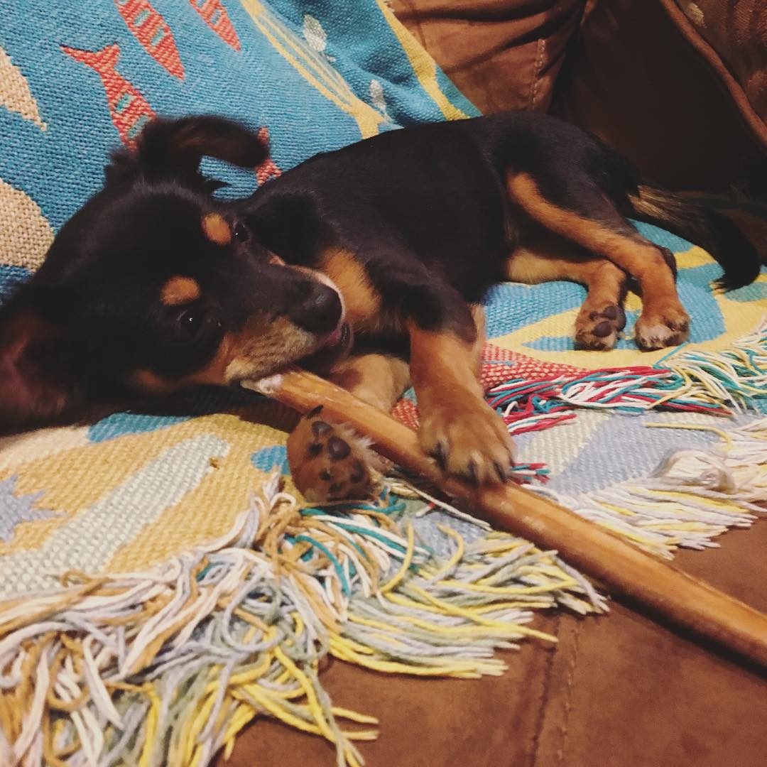 tiny black dog chewing on a bully stick that is longer than she is