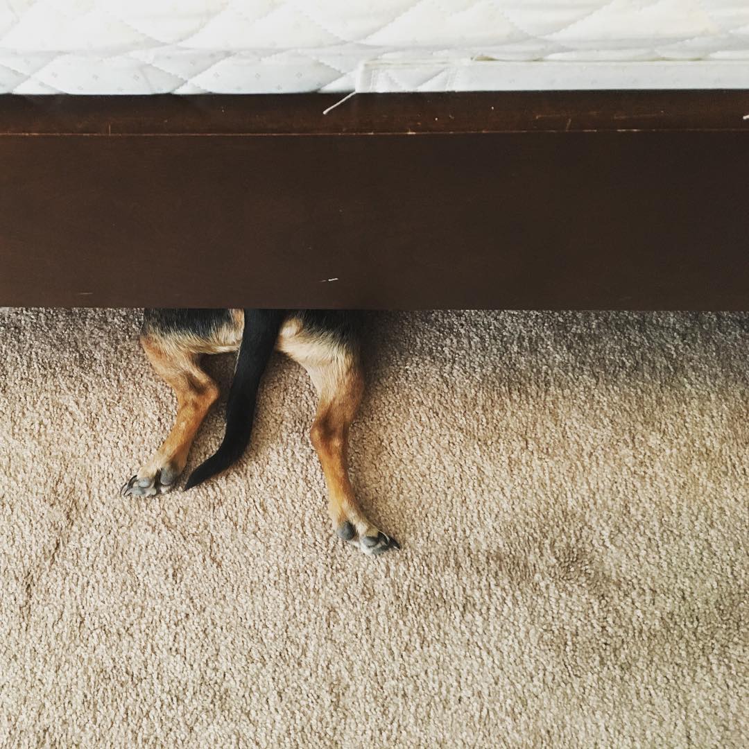 small dogs’s splooted legs and tail peeking out from under the bed