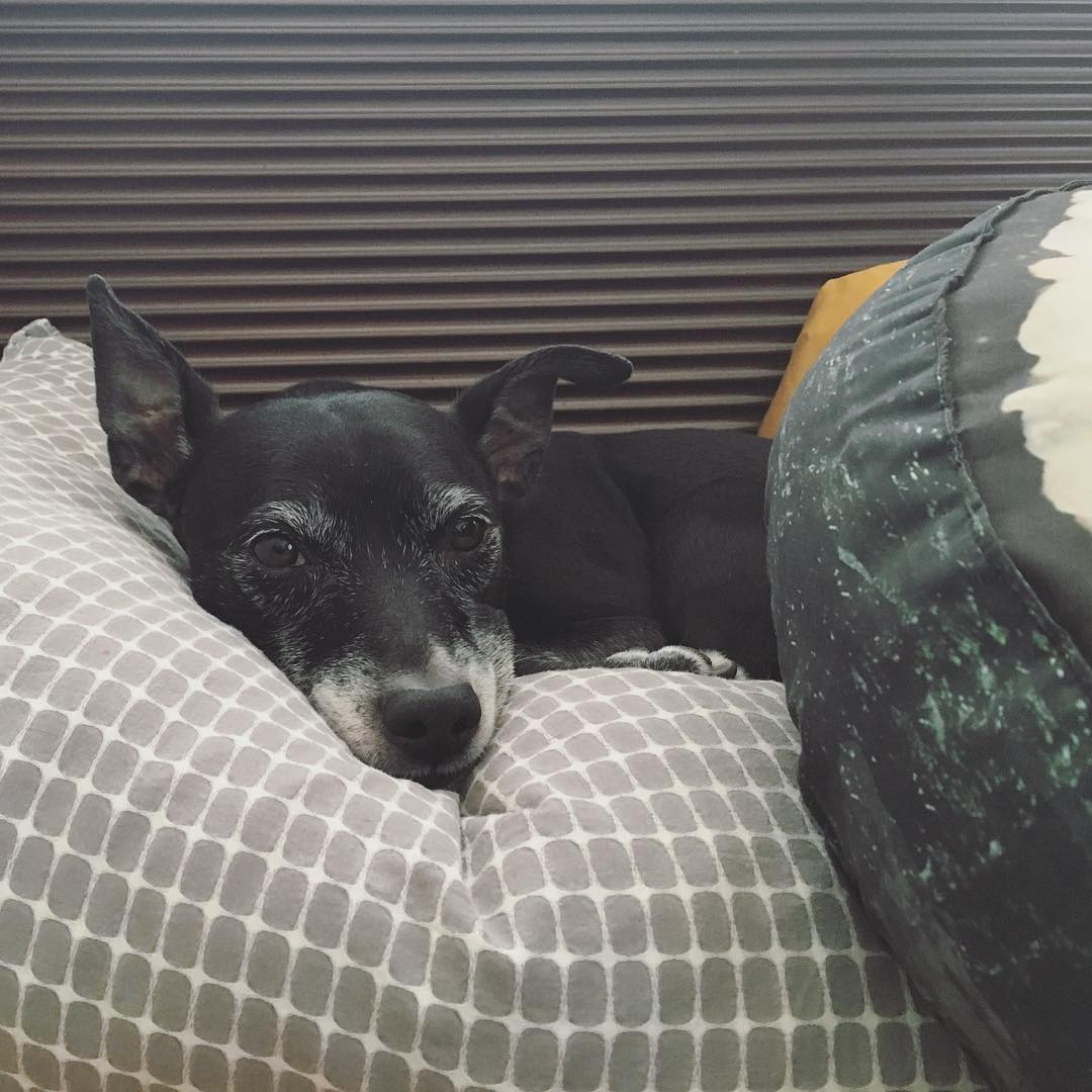 black dog with white kissed face hairs lays on a pillow