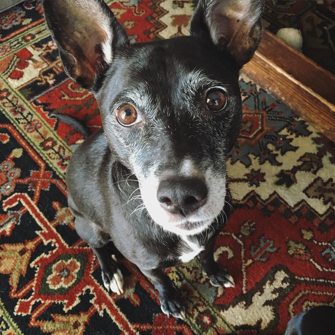 black dog sitting on a rug