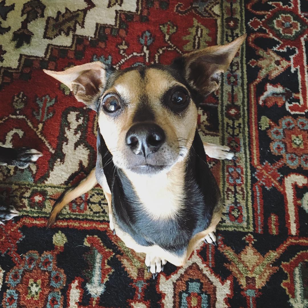 tiny brown and black dog sitting on a rug looking up at the camera