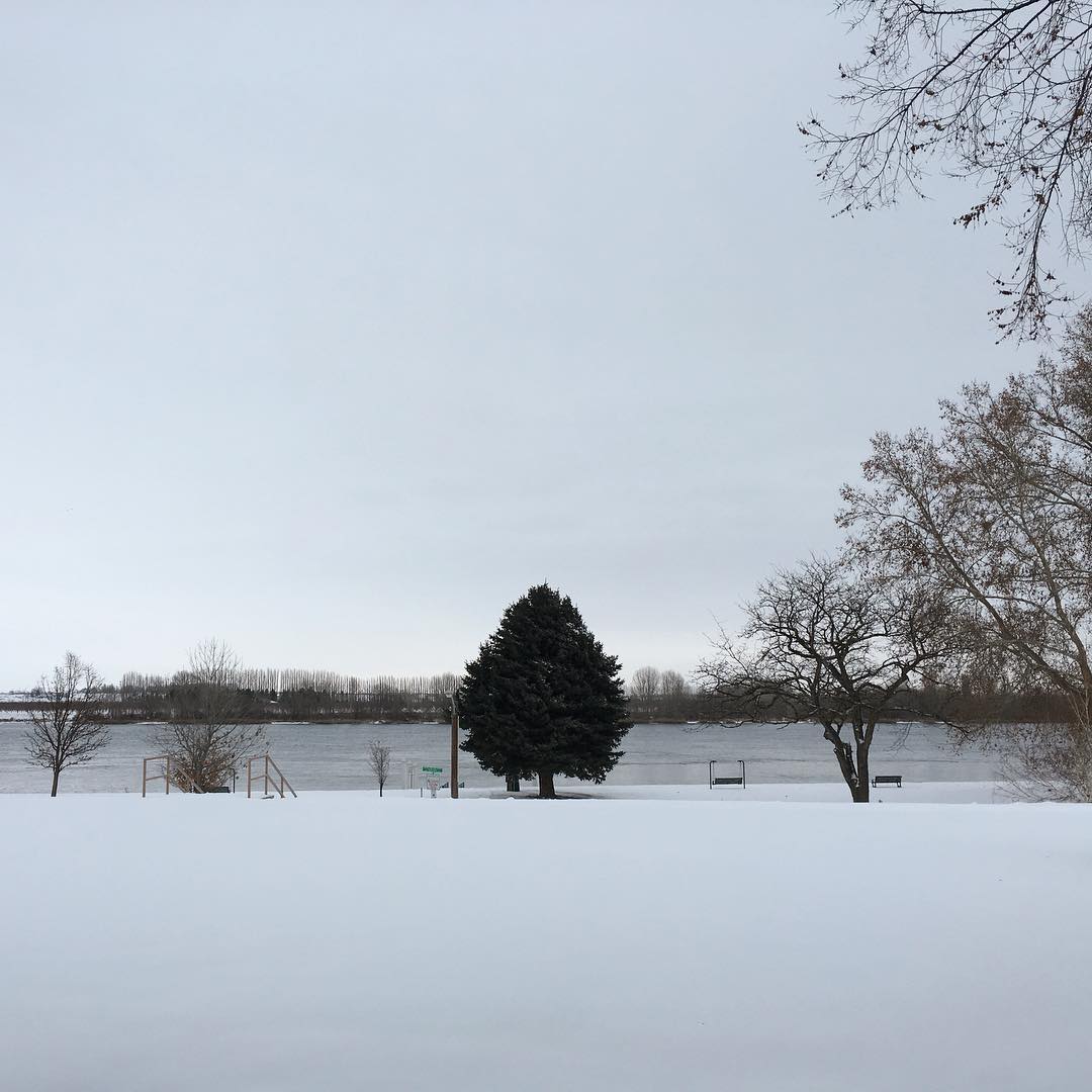 a lone full tree amongst a snowy landscape