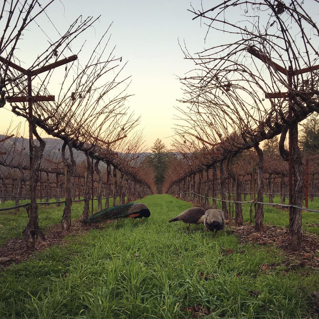 rows of vineyard grape vines and three peacocks grazing on the grass