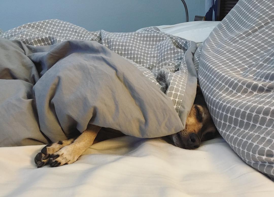 small dog tucked in under the blankets