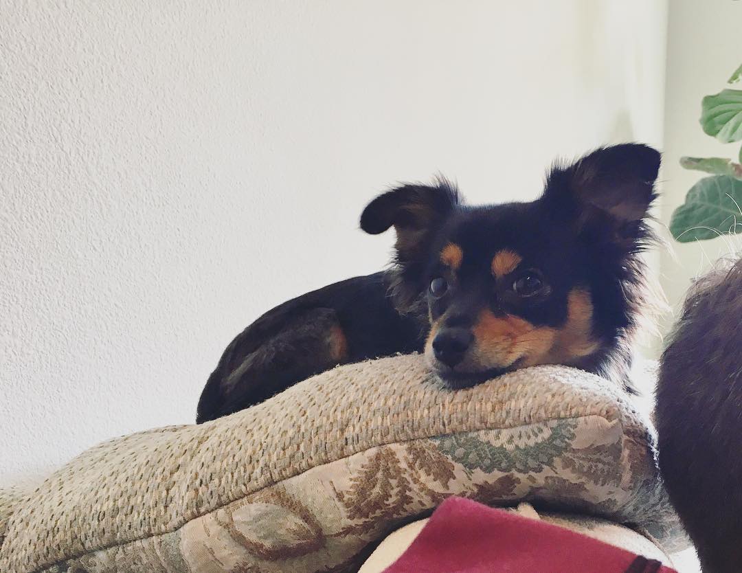 tiny black and brown dog barely fills up a throw pillow