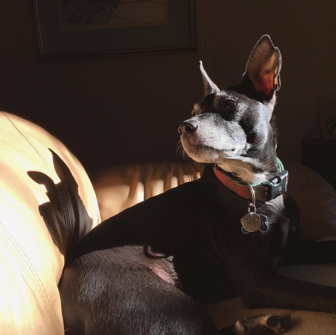 black dog soaking in the sun on the couch