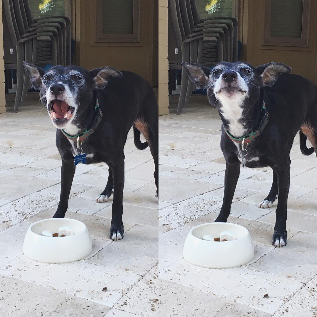 dog mouth open eating some food and looking happy