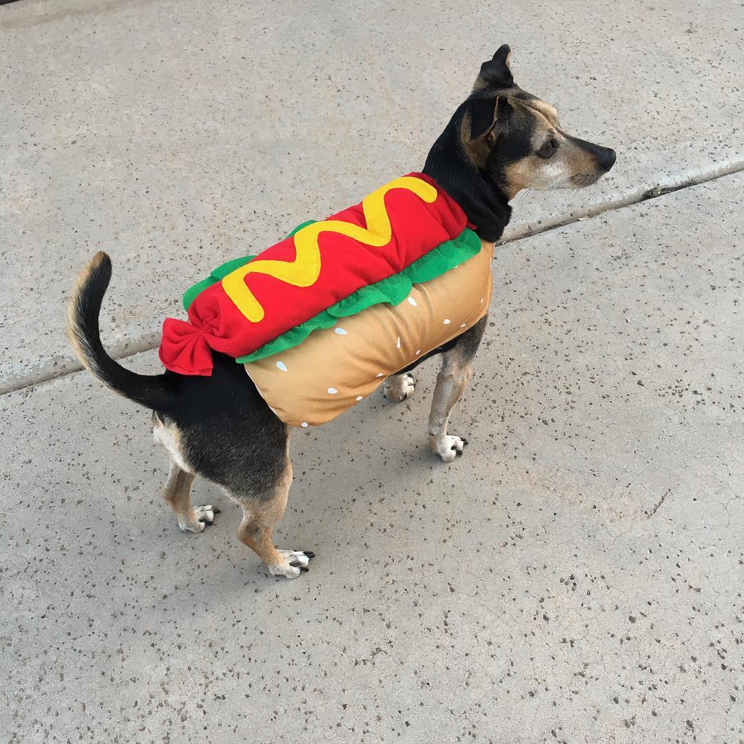 small brown and black dog in a hot dog costume