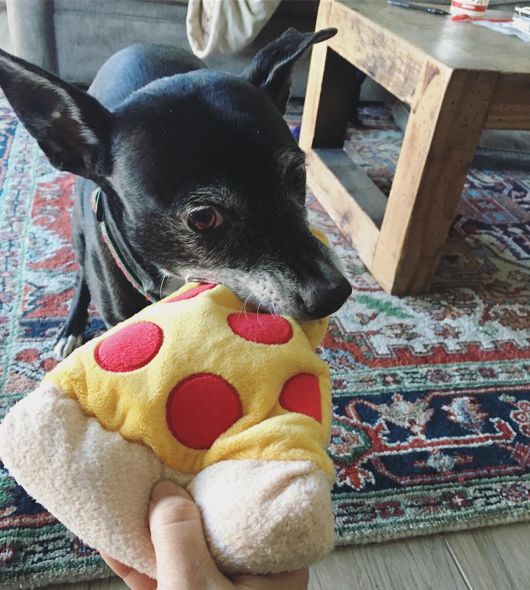 black dog biting a stuffed pepperoni pizza toy