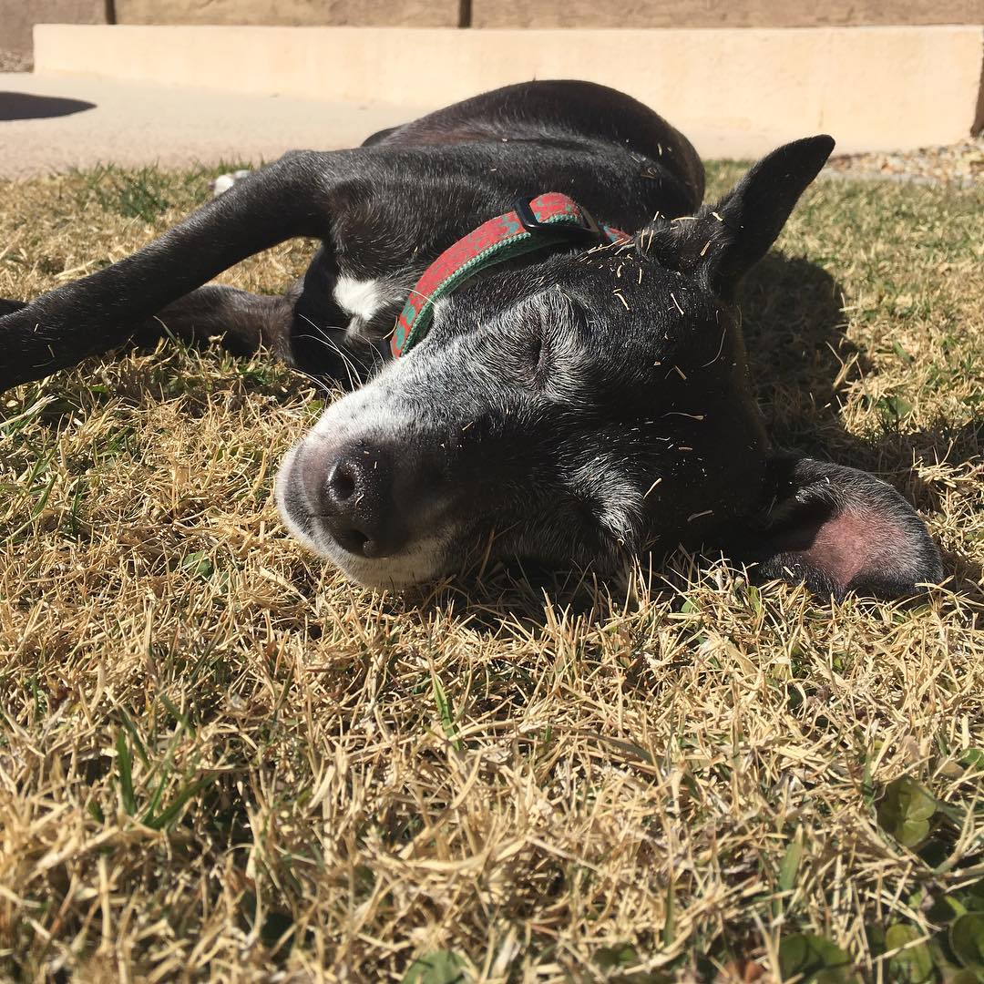 dog napping in the grass with dried grass all over her face