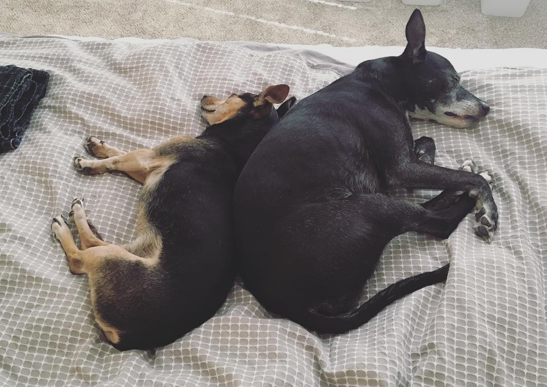 two dogs sleeping on a bed; they are back to back and the curves of their backs fit together perfectly