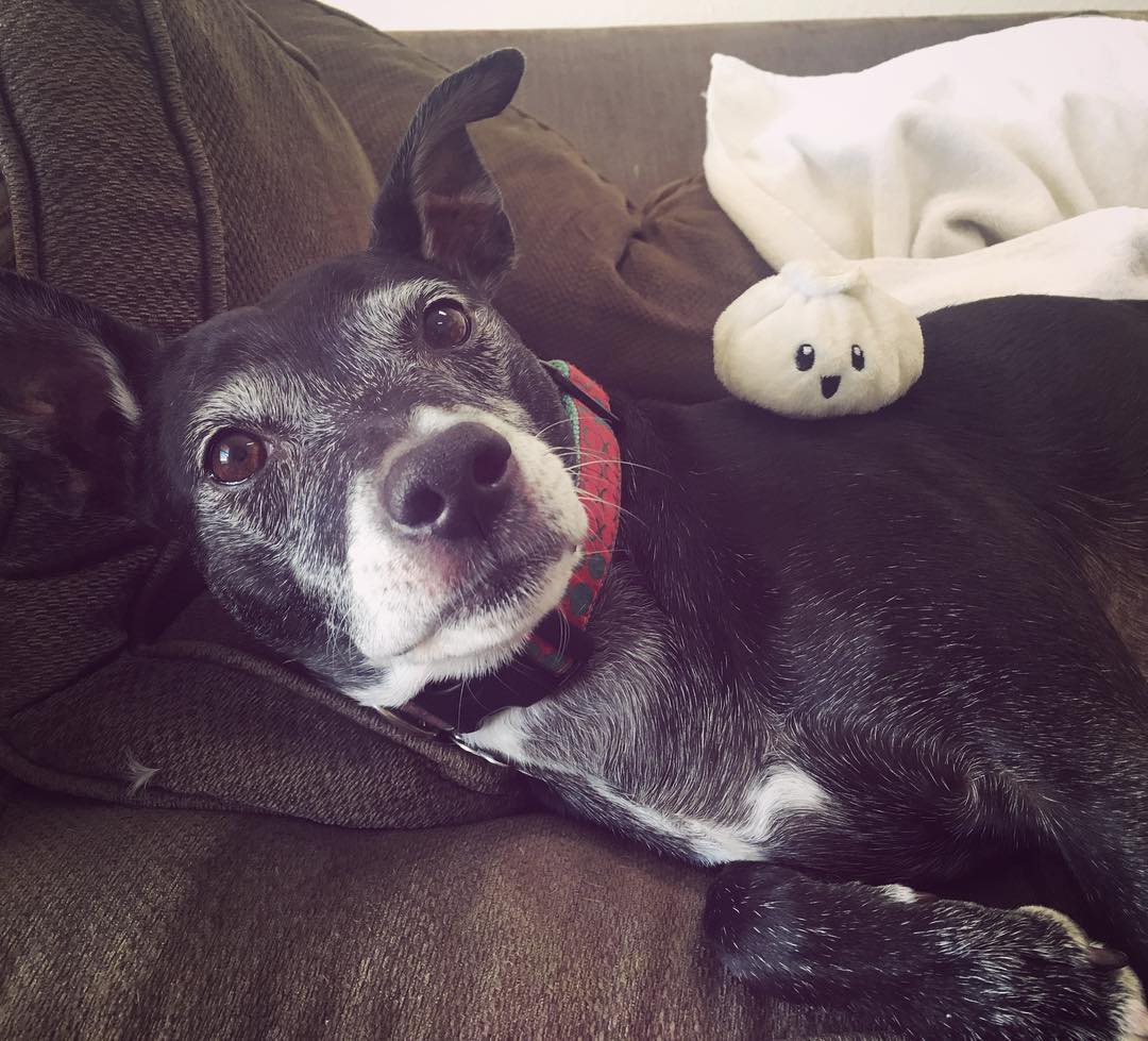 black dog laying on the couch and a smiling bao stuffie sits on top of her