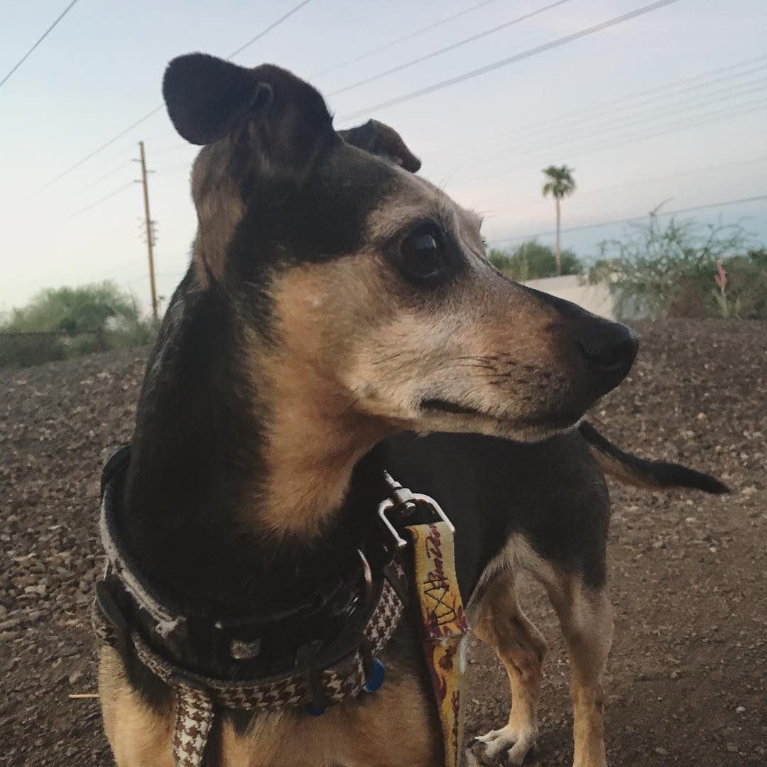 small brown dog on a walk