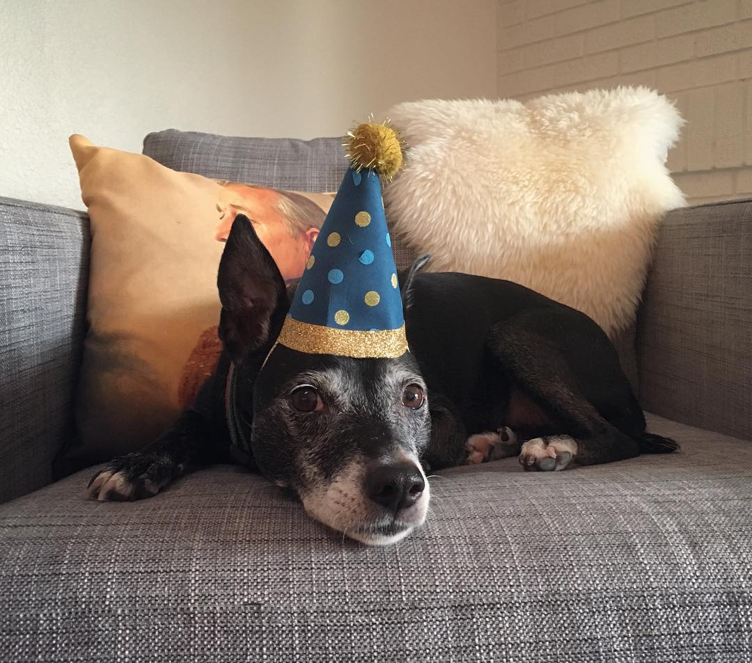 black dog laying on an armchair and wearing a blue birthday hat