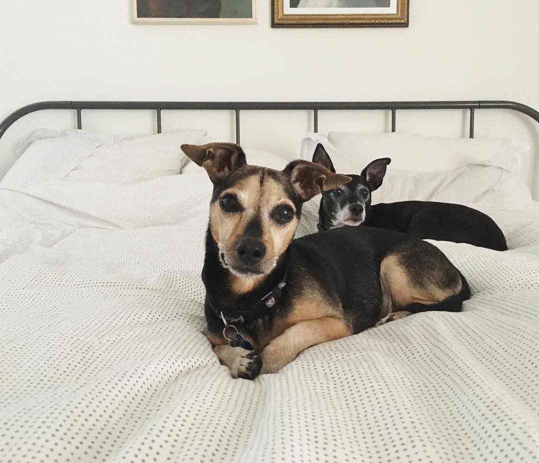 two pups laying on a freshly made bed