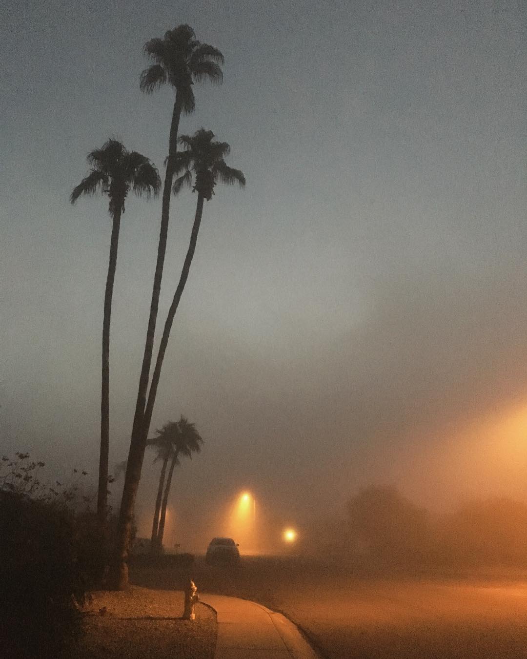 foggy neighborhood street with tall palm trees illuminated by misty street lights