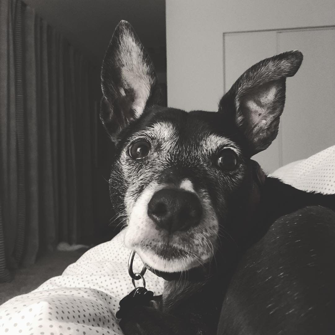 black and white photo of a black dog with pointy ears and white snout, her face white with age