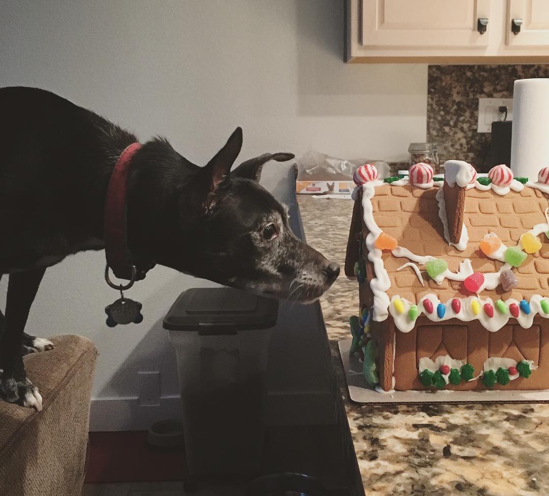 black dog standing on the back of an armchair reaching her face to sniff a gingerbread house on the counter