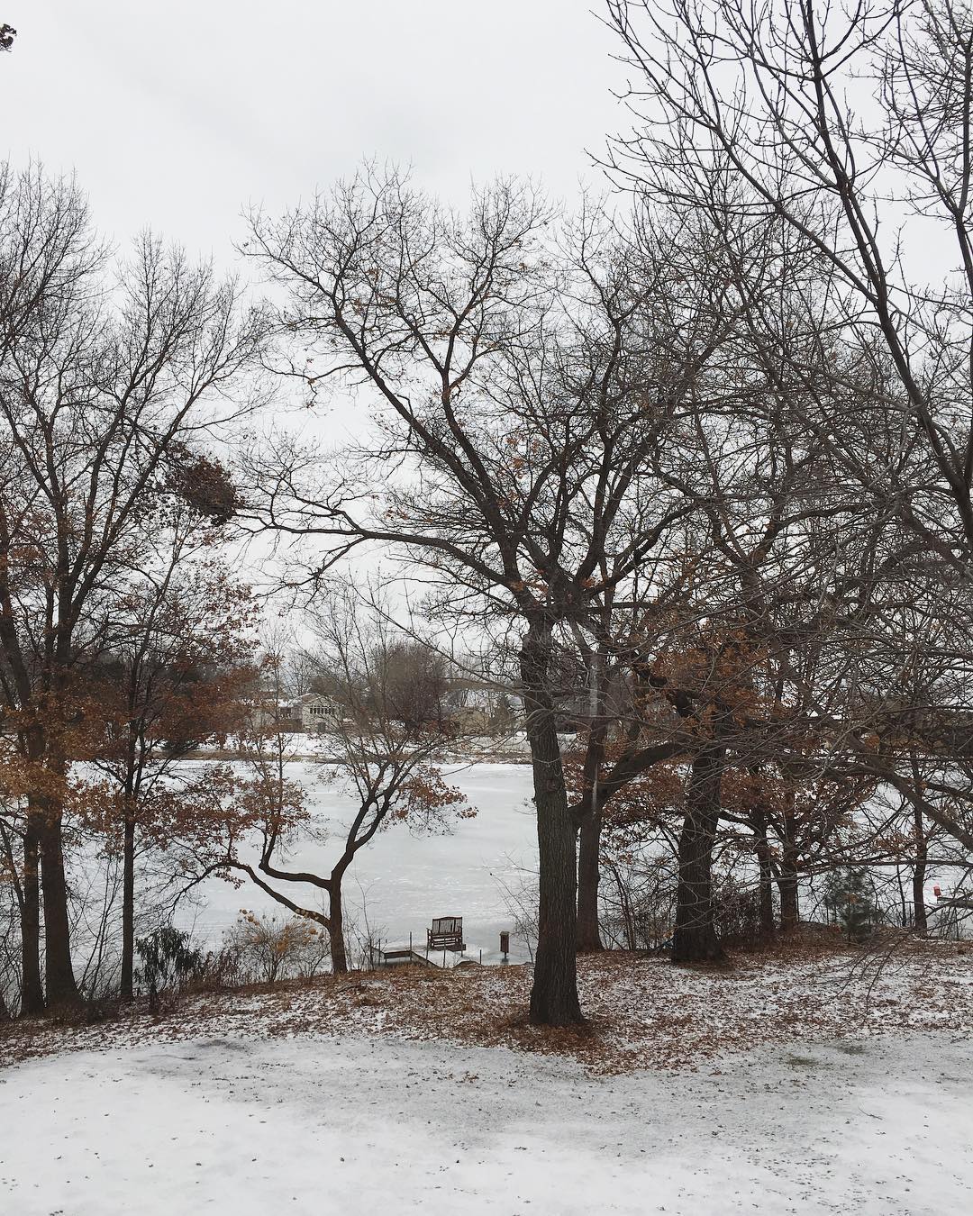 leafless trees by a frozen lake