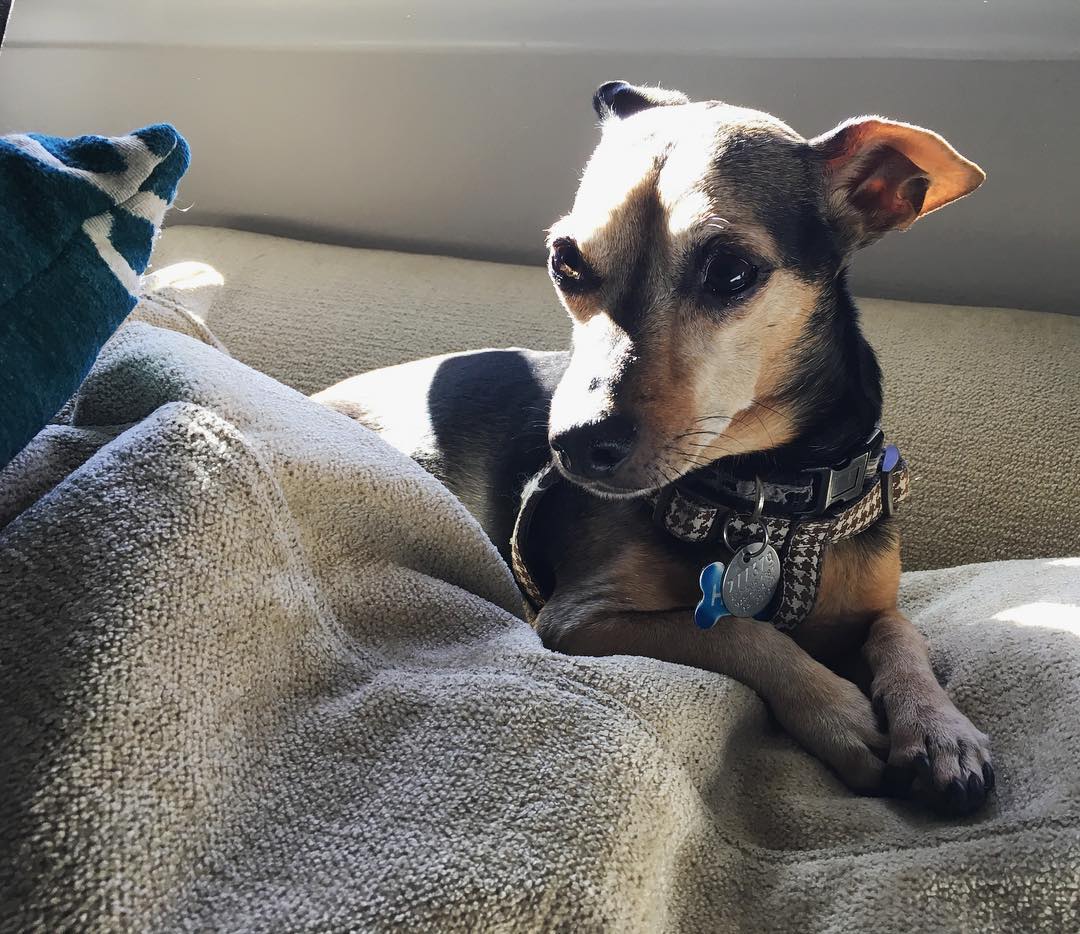 small brown and black dog resting in the sunny spot of a couch