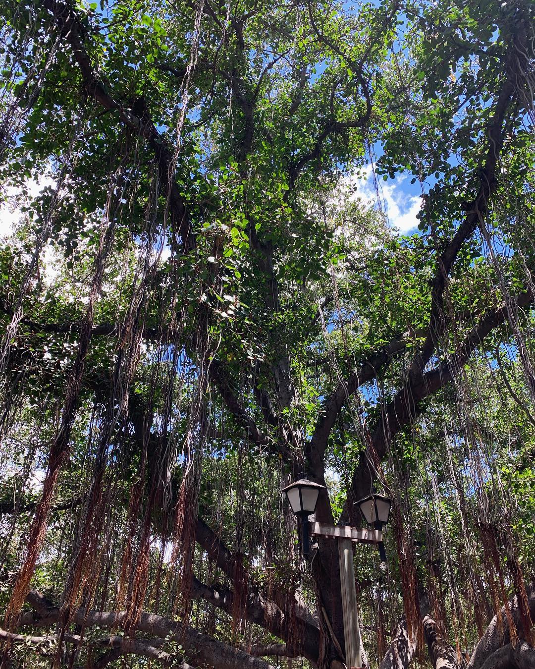 dangling branches from beneath a huge banyan tree