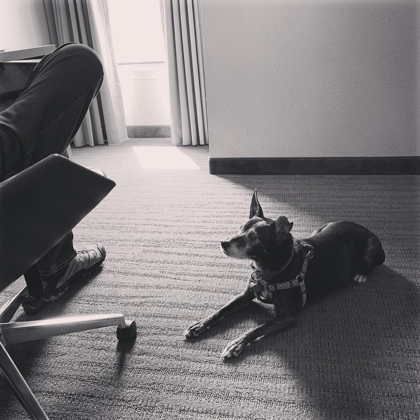 black dog wearing a harness lies patiently next to a person sitting in a chair