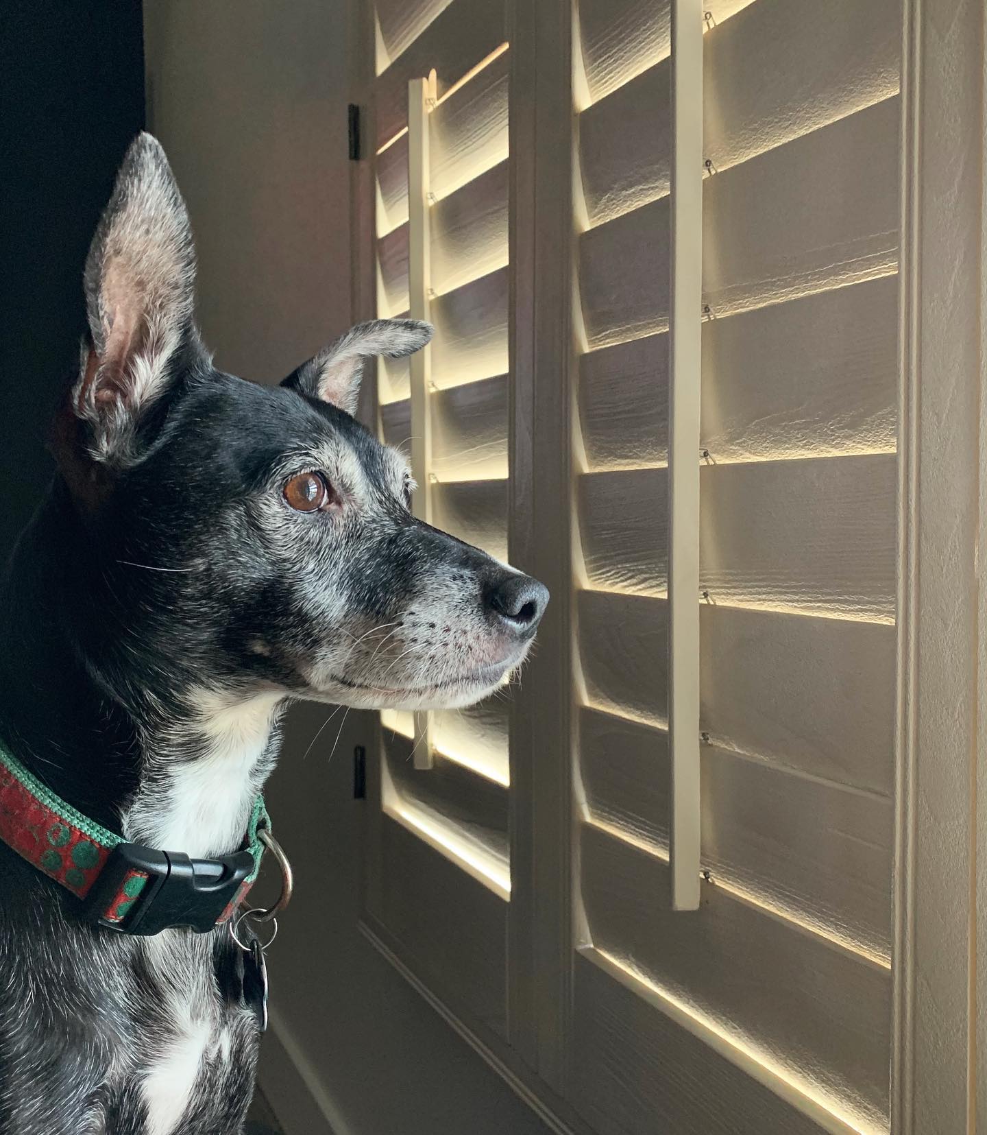 black dog with pointy ears looks out the window