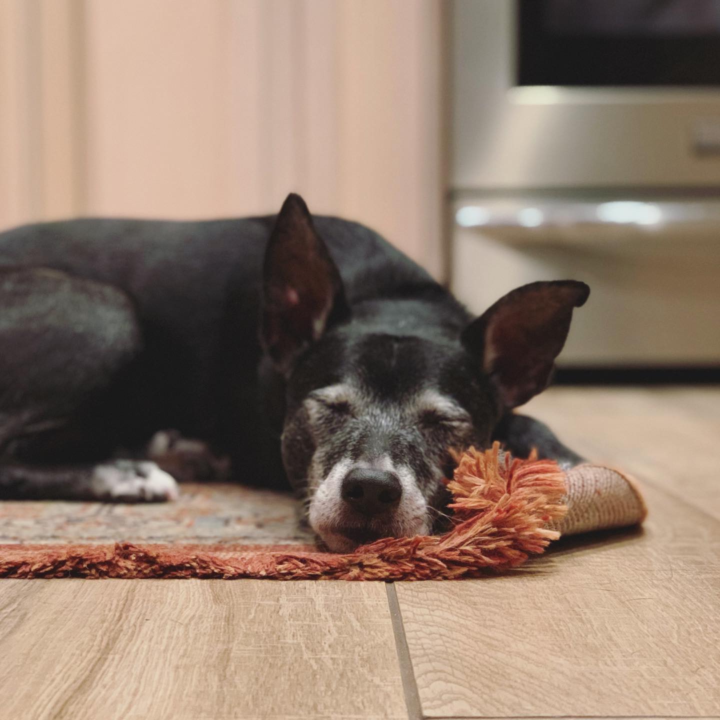 black dog napping on a small rug, the corner of the rug is curled up against her face