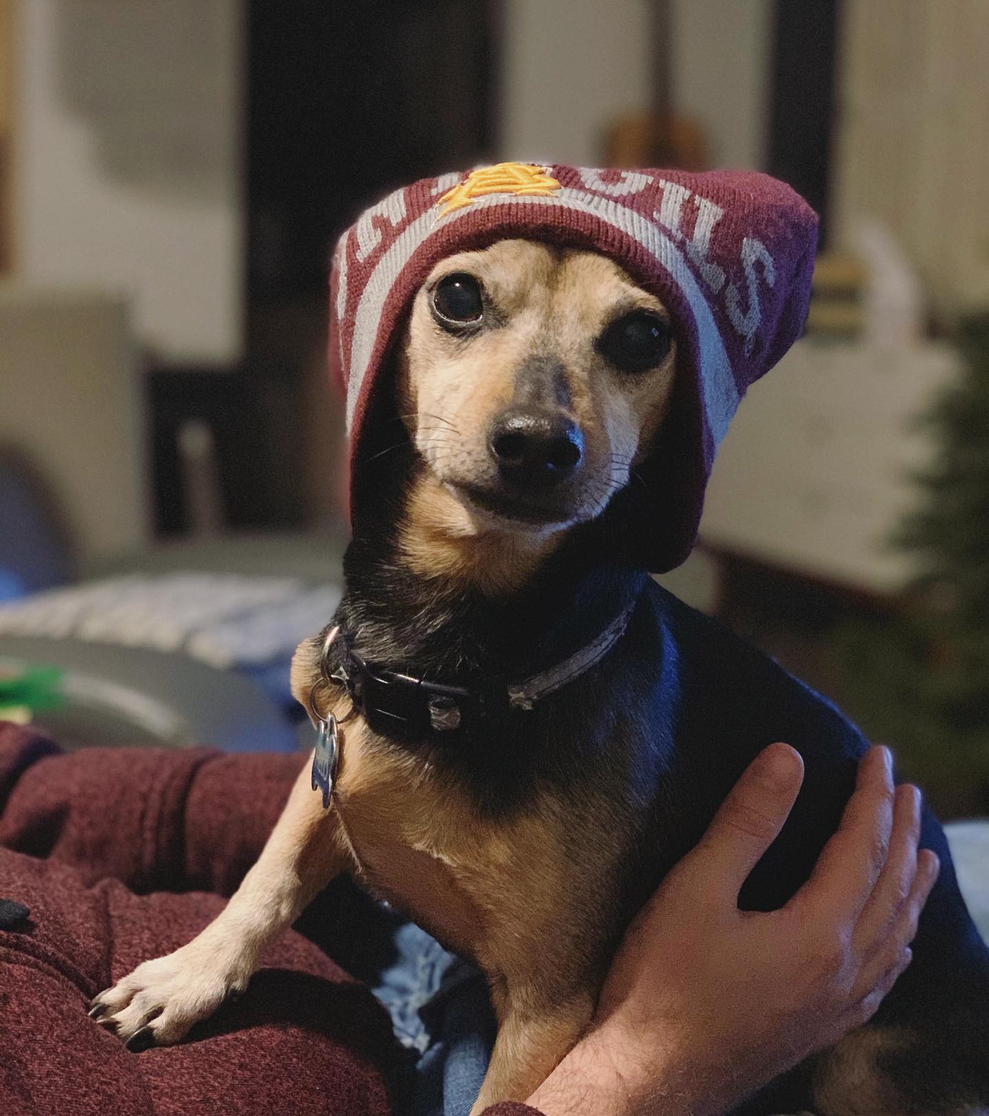 small brown dog wearing a human-sized beanie on his head