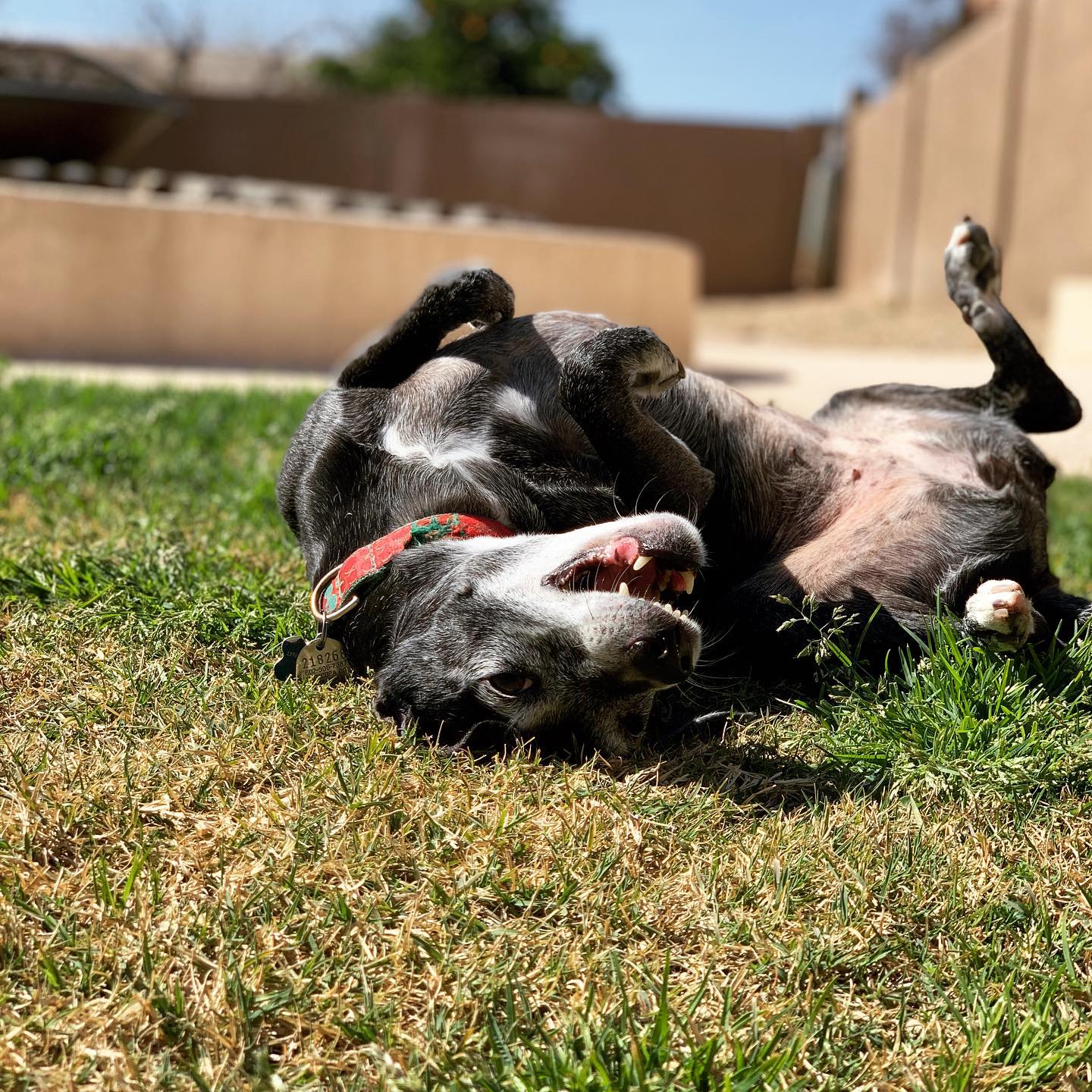 happy black dog rolling around in the grass