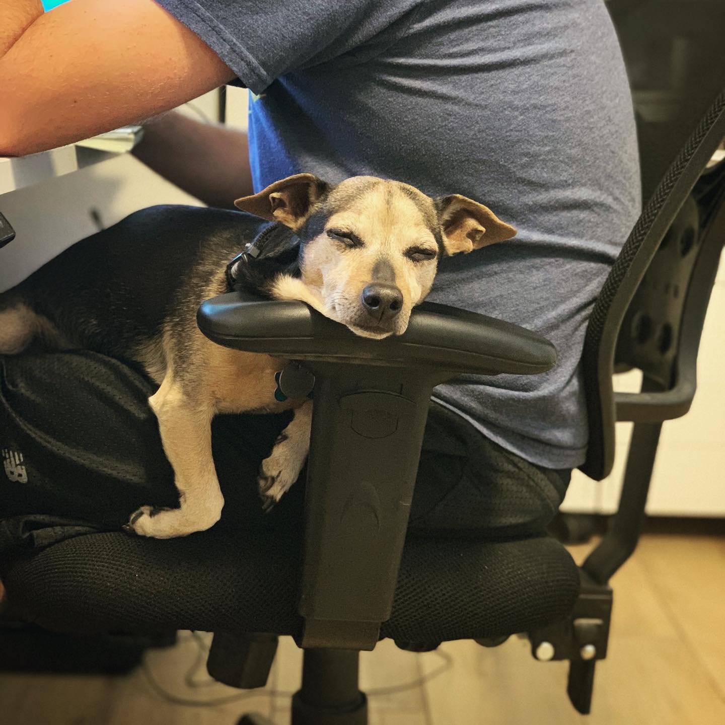 little brown and black dog asleep on Clay’s lap, his head resting on a desk chair’s armrest