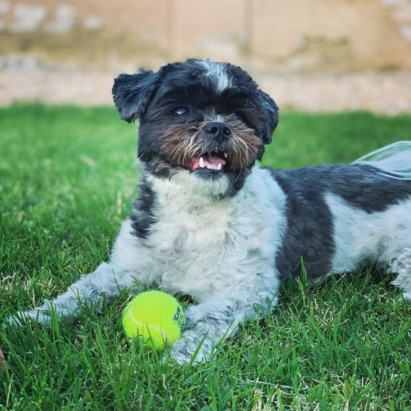 white and black fluffy dog smiling in the grass with a tennis ball