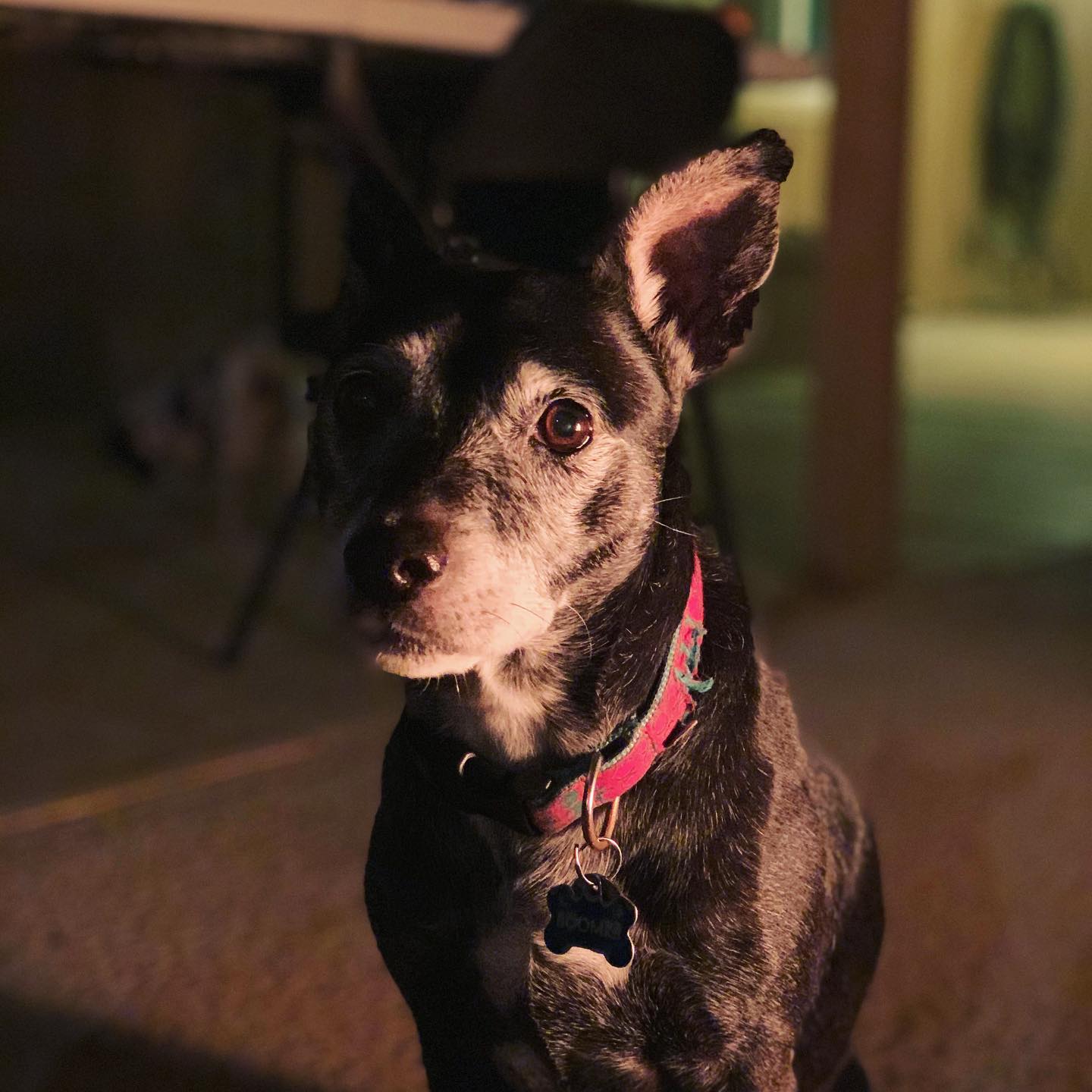 black dog illuminated by firelight