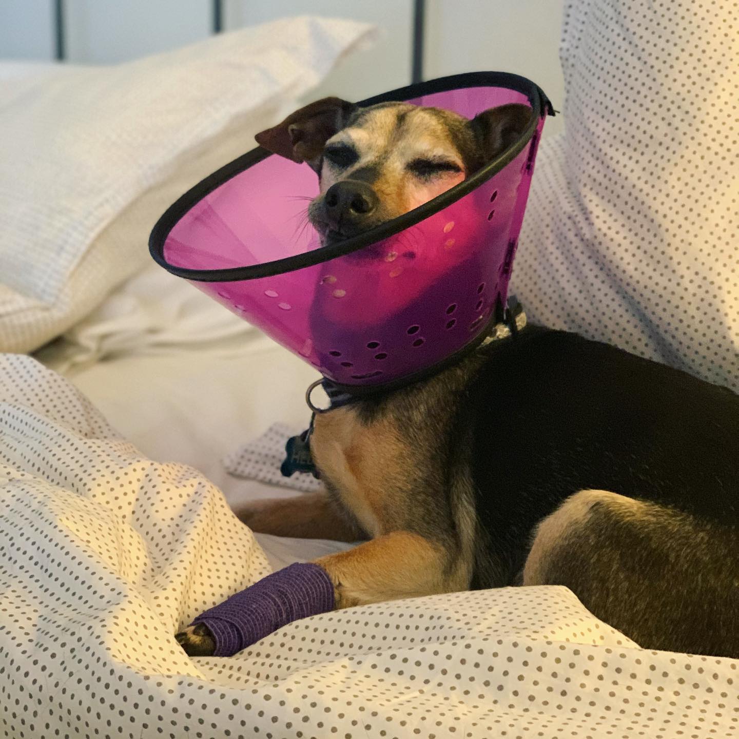 small brown dog in a pink plastic cone and his front paw wrapped in a bandage