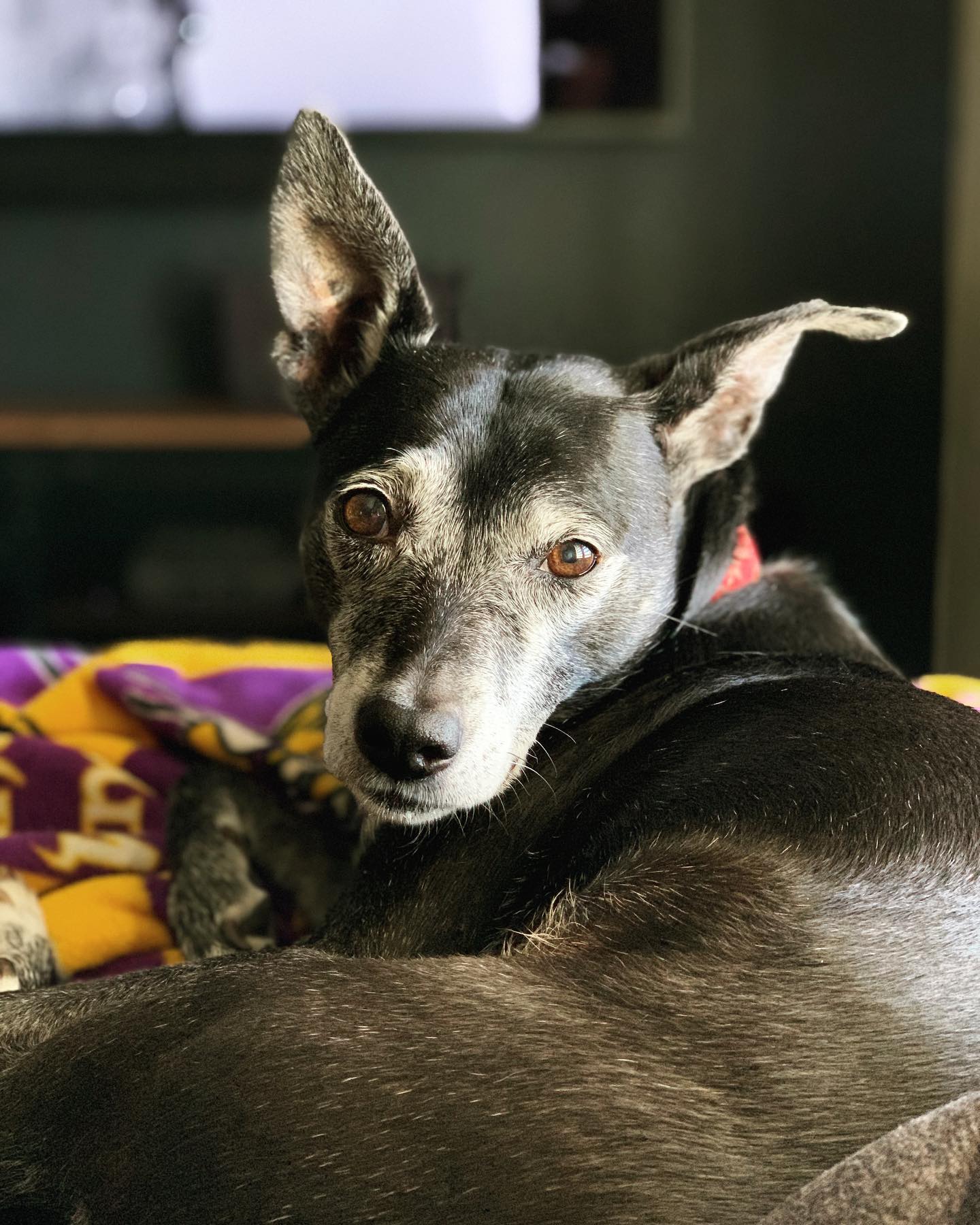 black dog lying down and facing backwards toward the camera