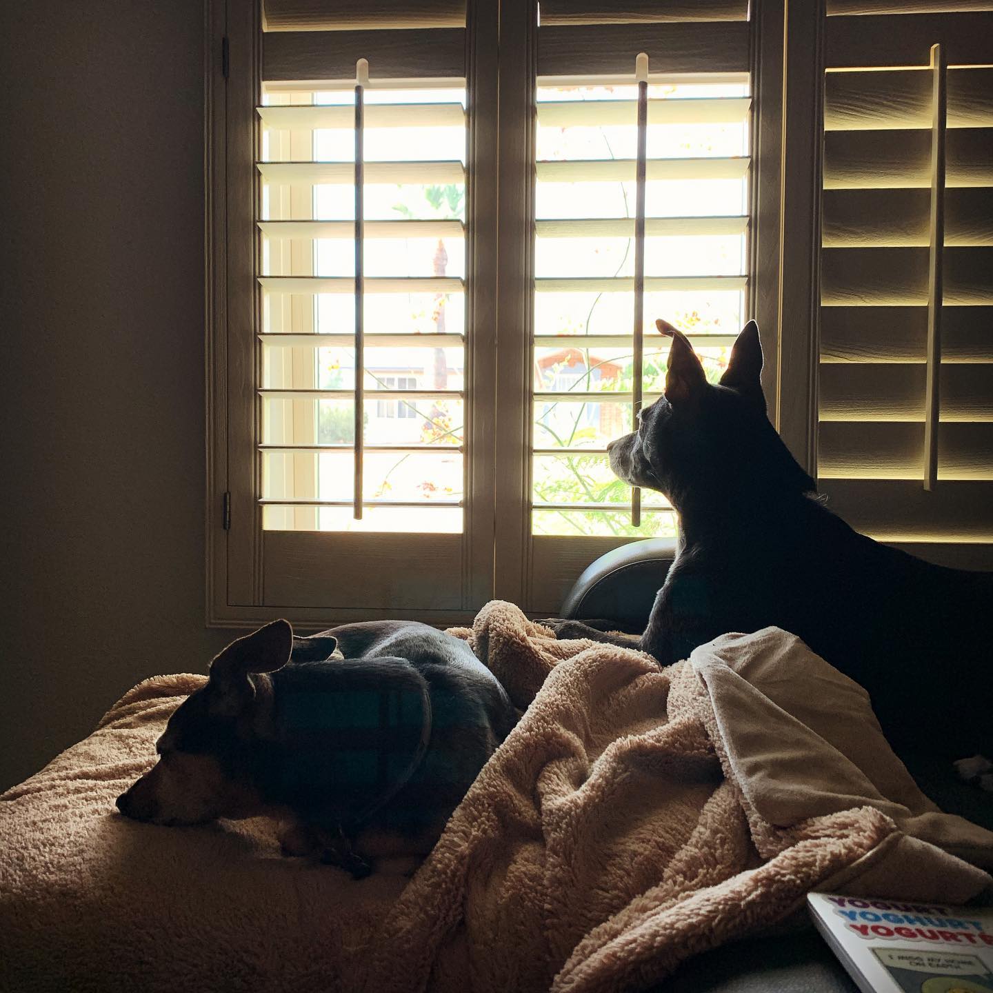 two dogs laying on a chair by an open window, one is napping and the other is looking outside