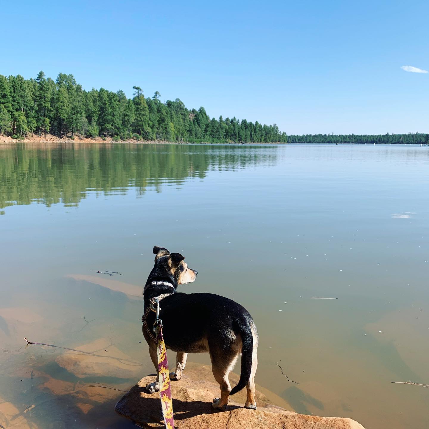 small brown dog stands on a rock at the edge of a lake