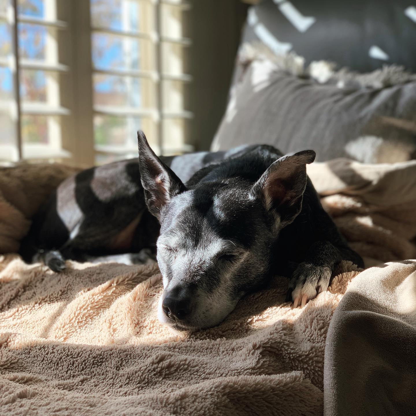 black dog with speckled white face asleep on the couch in the sun